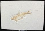 Bargain Knightia Fossil Fish - Wyoming #27421-1